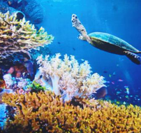海洋生态检测服务、环保检测、各项微生物有害物质指标检测
